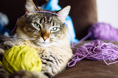 juguetes para gatos tejidos a crochet